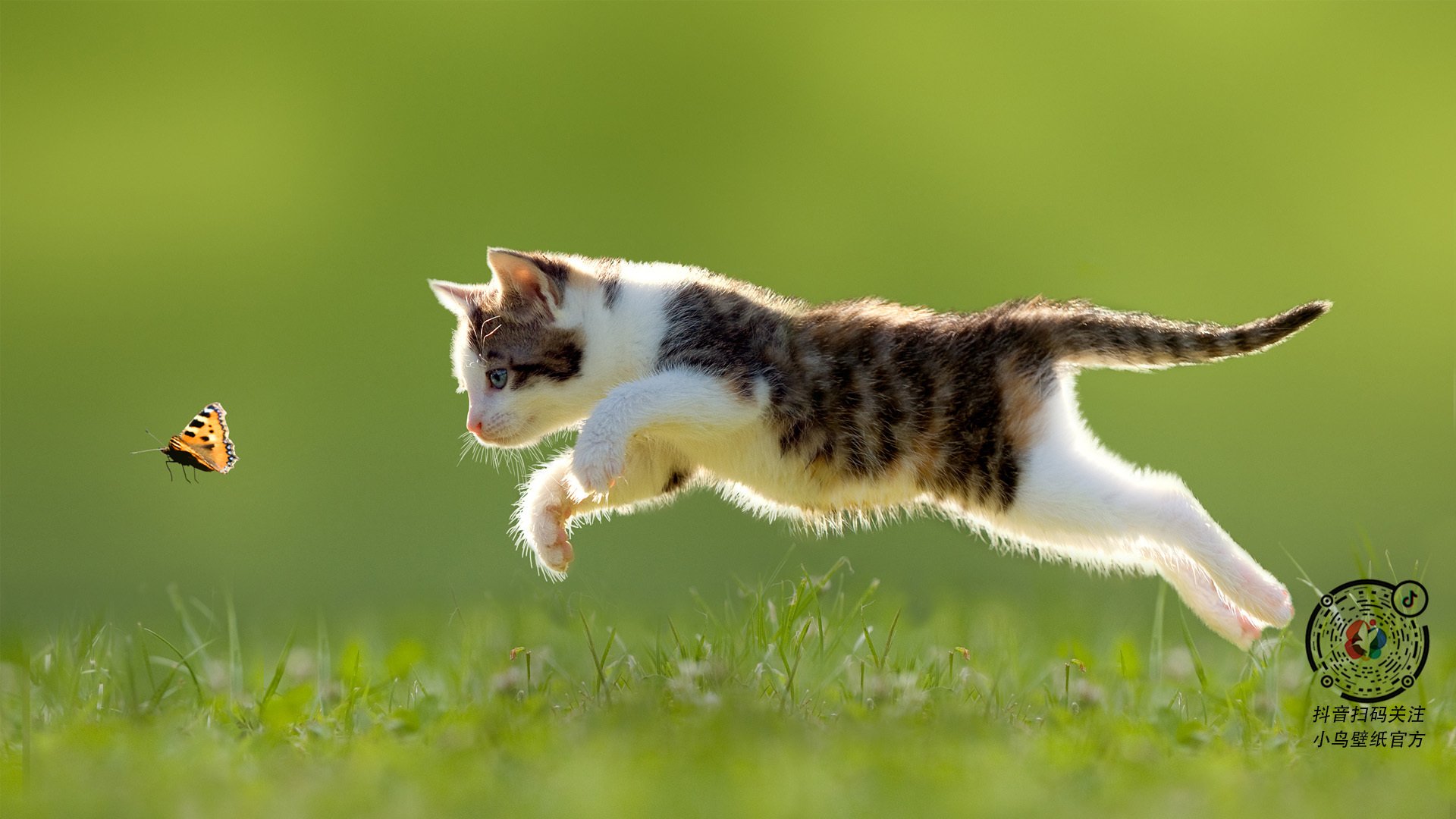 阿拉巴式爆发,勒沃库森战术哲学如何正面击溃伊朗铁壁