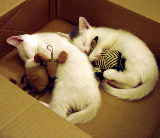 北京队对阵爵士,霍勒迪关键战不手软